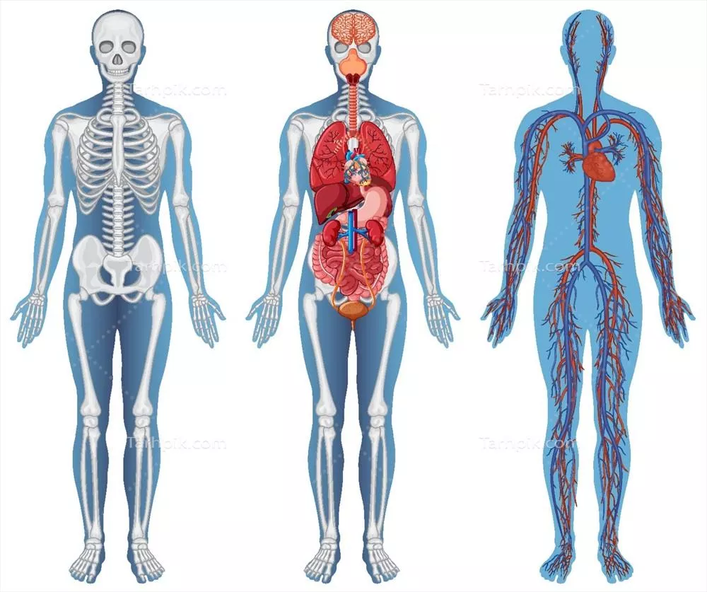 وکتور ساختار آناتومیکی بدن انسان: بررسی جامع ویژگیها و اجزاء