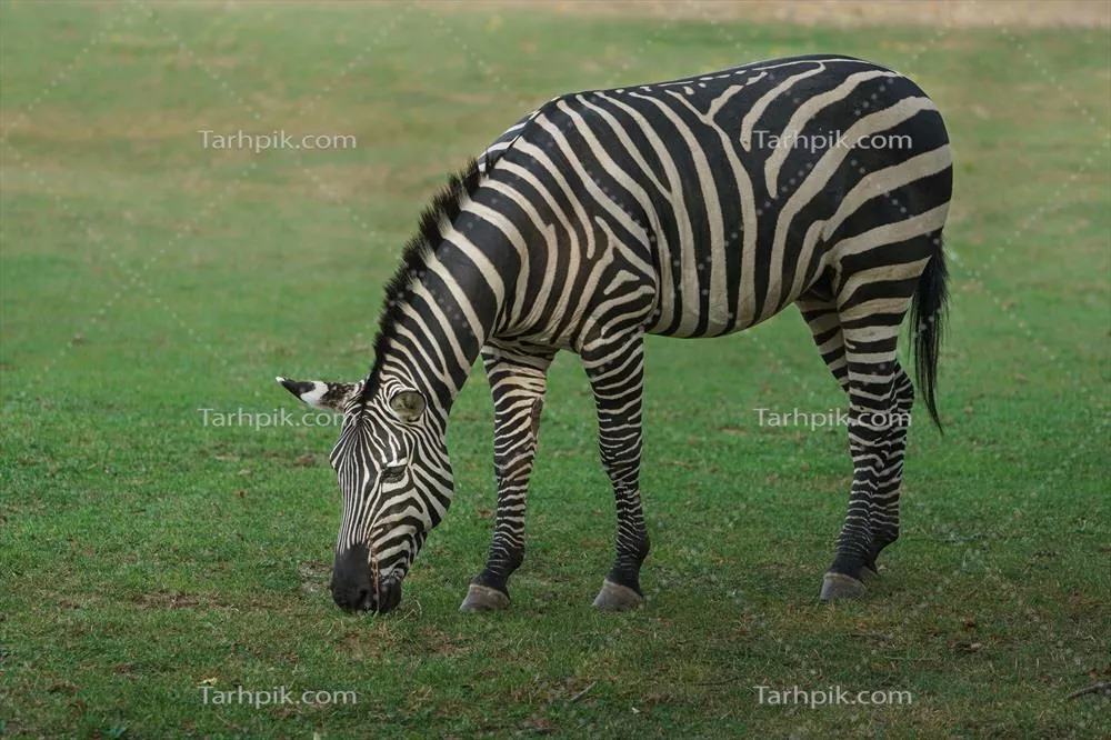 عکس زبران دشت در حال خوردن علف در دشت‌های وسیع آفریقا