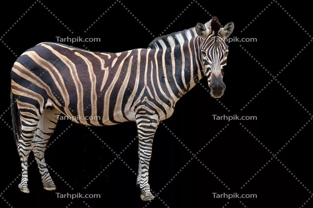 عکس تصویر زبرا بر روی پس زمینه سیاه - تأثیر بصری تماشایی