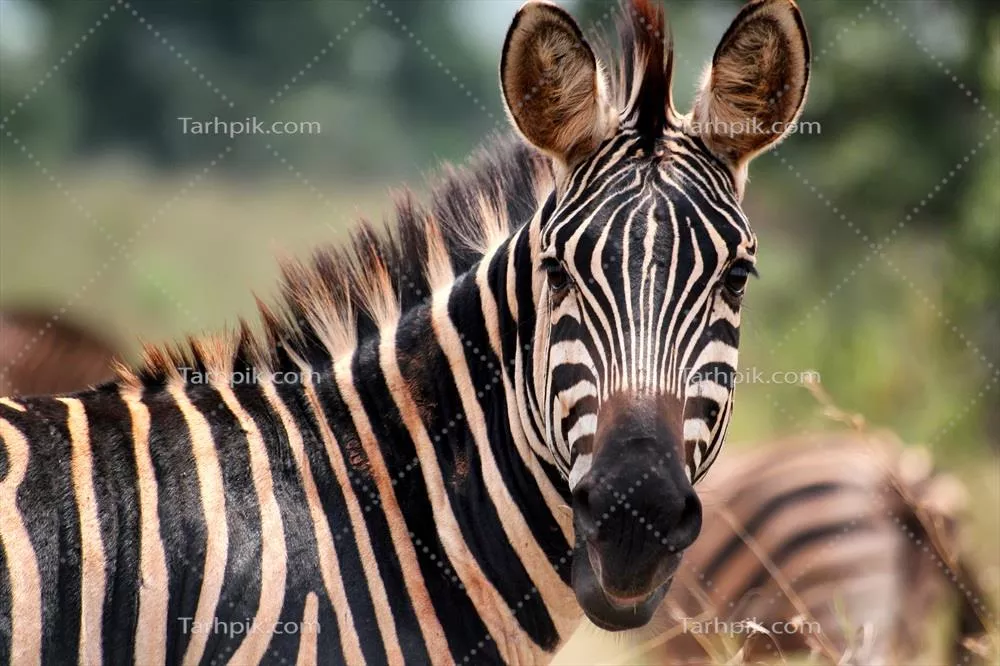 عکس بررسی زیستگاه و رفتار زیبرها در رواندا: مناسب‌ترین مکان‌ها برای مشاهده