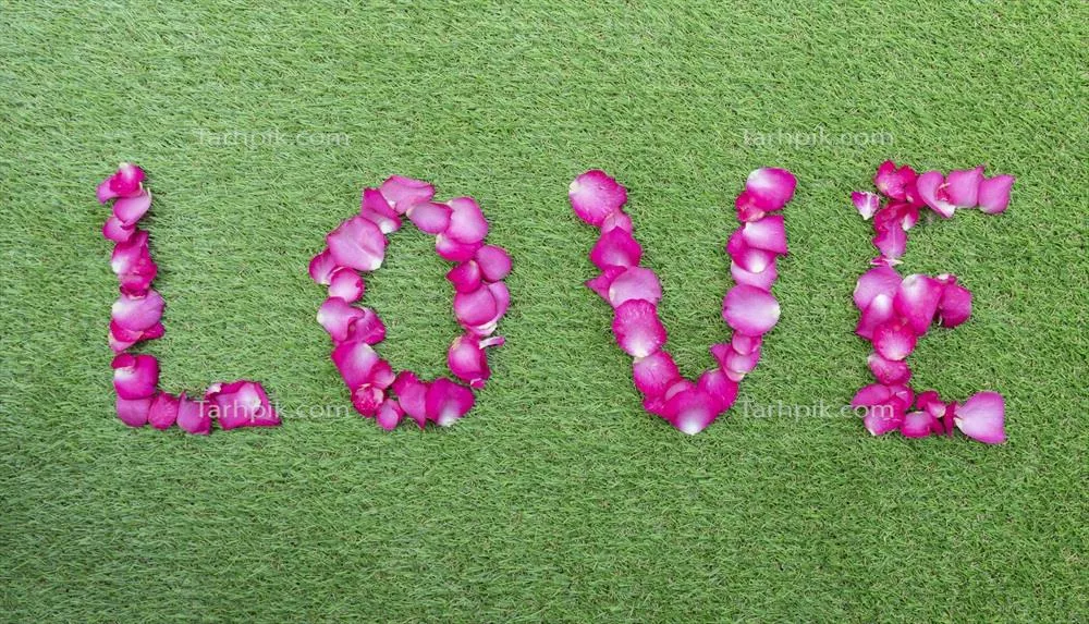 عکس پتاس های گل رز ردیفی زیبا برای روز ولنتاین و مفهوم عشق