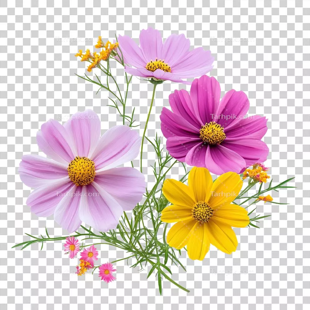 عکس دوربری چیدمان گل‌های پر جنب و جوش با گل‌های کاسموس در رنگ‌های مختلف و زمینه‌ای تمیز