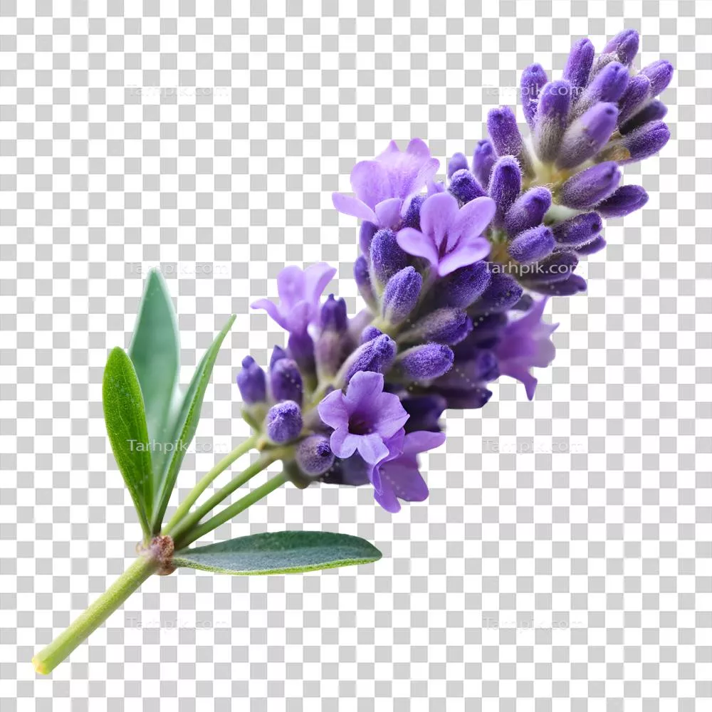 عکس دوربری گل‌های اسطوخودوس خوشبو بر روی پس‌زمینه شفاف و زیبا