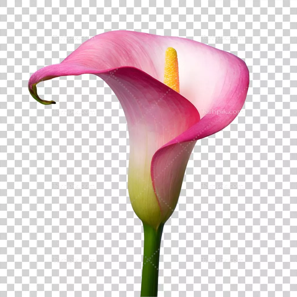 عکس دوربری تصویر زیبای گل لیلیوم صورتی با جزئیات دلنشین و جذاب