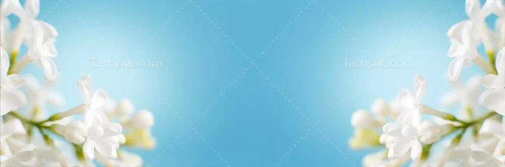 عکس شاخۀ گل بنفش روشن بر روی زمینه آبی با فضای خالی برای متن شما