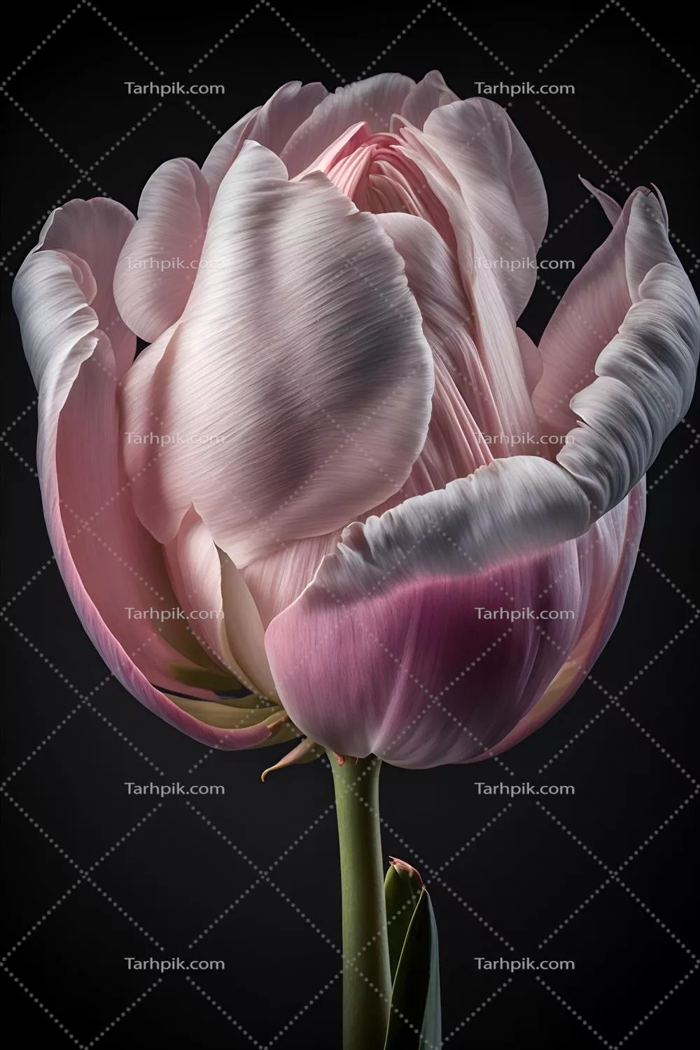 عکس رویش گل لاله در تاریکی: زیبایی و رمز و راز شکوفایی شبانه