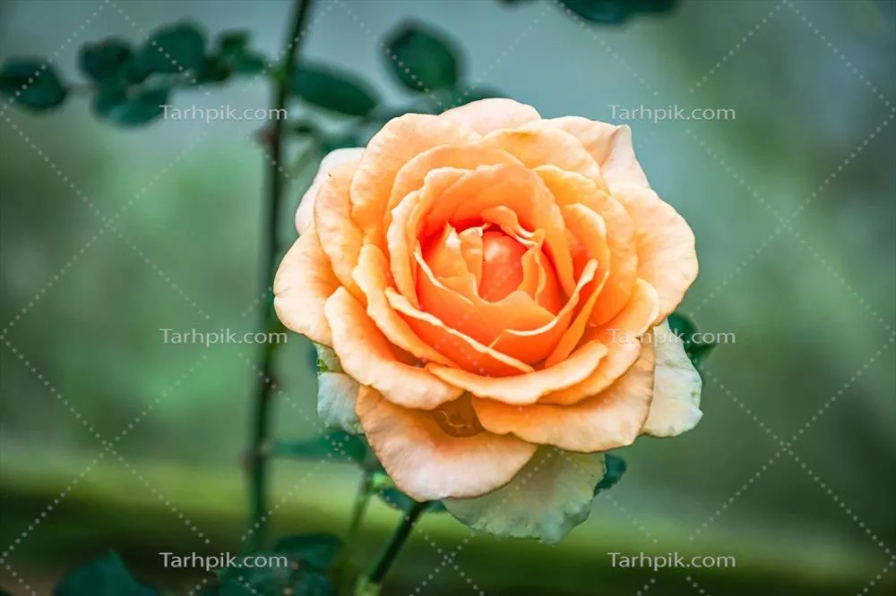 عکس زیبایی و شکوفایی گل رز: یک نمای نزدیک خیره‌کننده از گل‌های رز