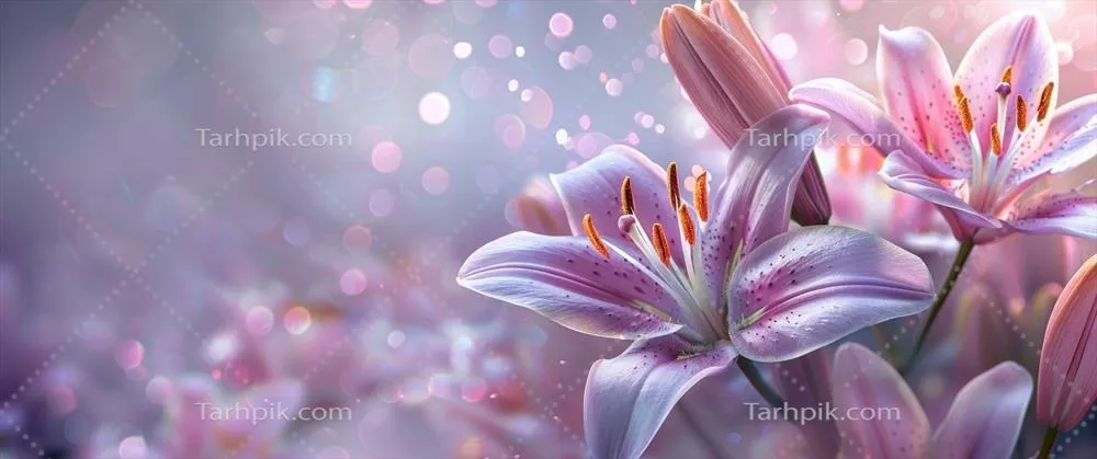 عکس گذر در غروب صحرا: فانوسهای مزین در نور غروب