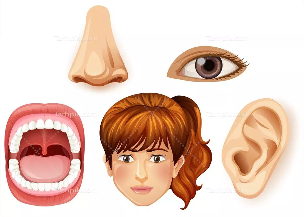 وکتور تصویر اجزای صورت انسان زن: آناتومی، ویژگی‌ها و جزئیات