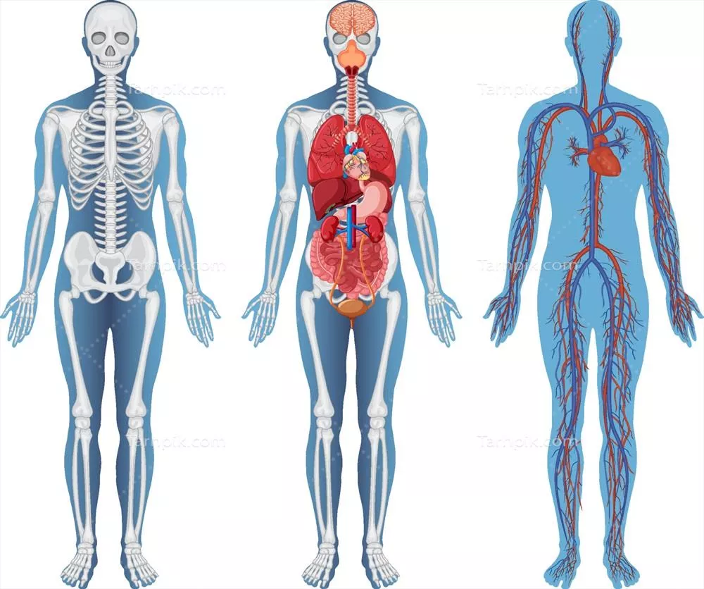 وکتور بررسی ساختارهای آناتومیکی و تجزیه و تحلیل بدن انسان
