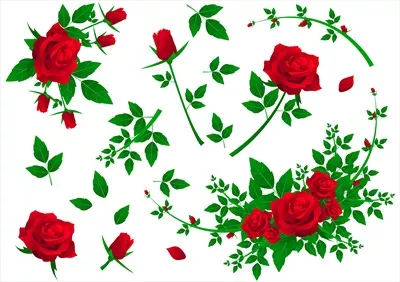 وکتور مجموعه گل های سرخ رز برای زیبا سازی طراحی های شما
