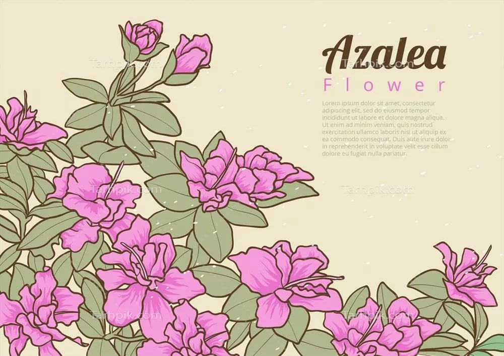وکتور تصویری زیبا از گل‌های آزالیا به همراه برگ‌های آنها
