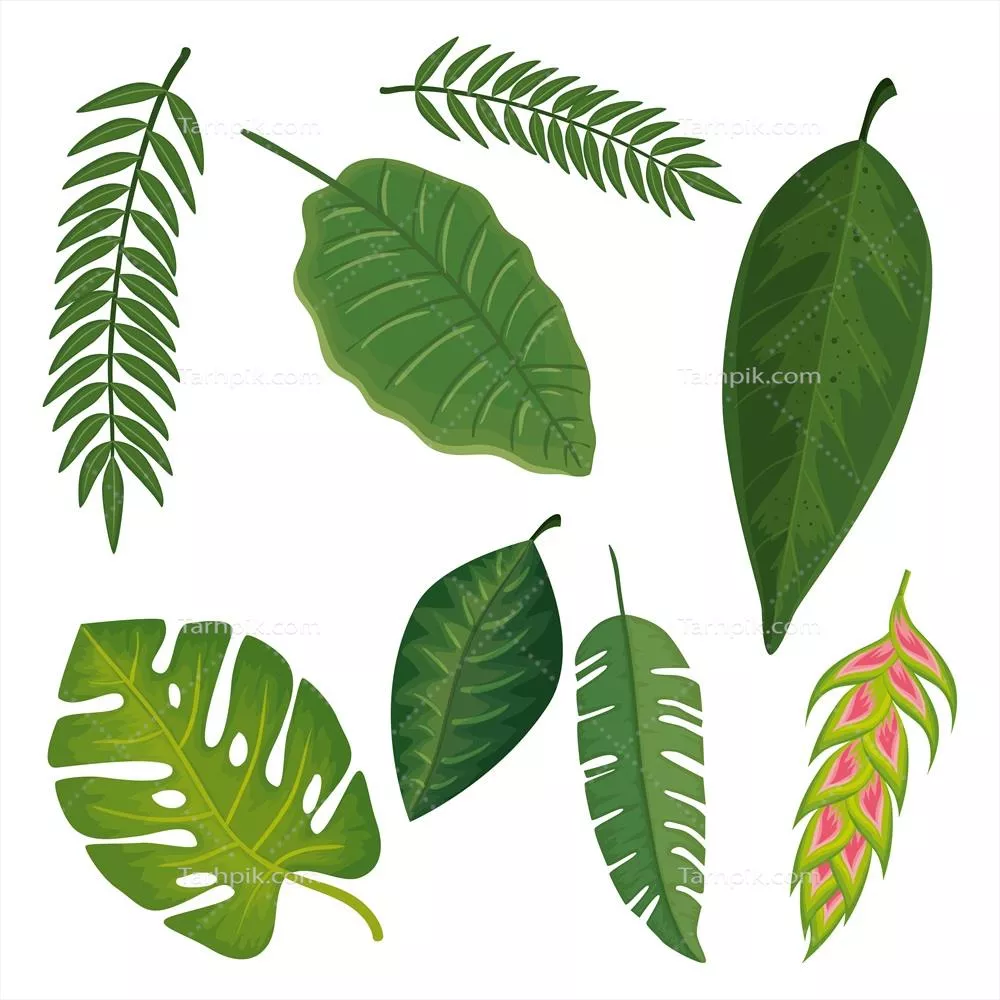 وکتور پس‌زمینه‌ای از گل هلکونیای گرمسیری همراه با برگ‌های زیبا و سرسبز