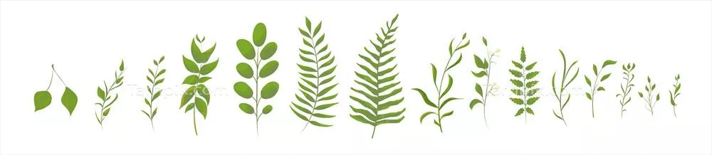 وکتور مجموعه بزرگ از سرخس های جنگل سبز و برگ های طبیعی گرمسیری و ایزوله شده