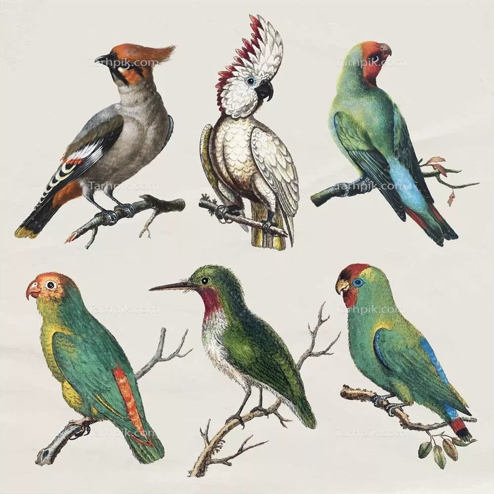 مجموعه طراحی وکتور عناصر کلاژ پرنده به سبک وینتیج
