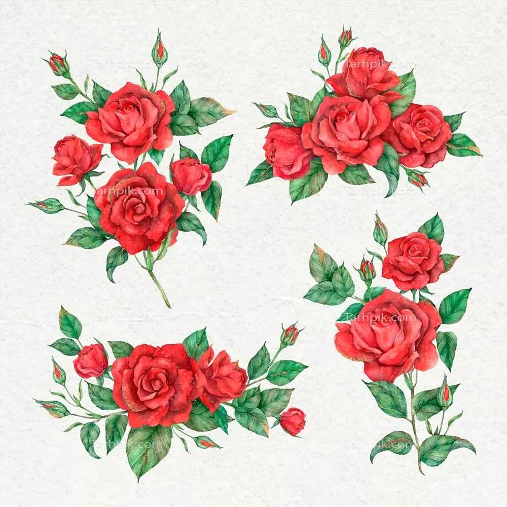 مجموعه وکتور گل رز قرمز شکوفا با طراحی زیبا و رنگارنگ