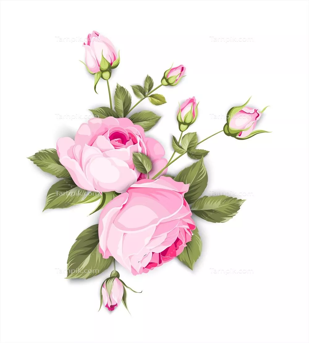 تصویر وکتور گل سرخ شکوفا با پس زمینه سفید زیبا