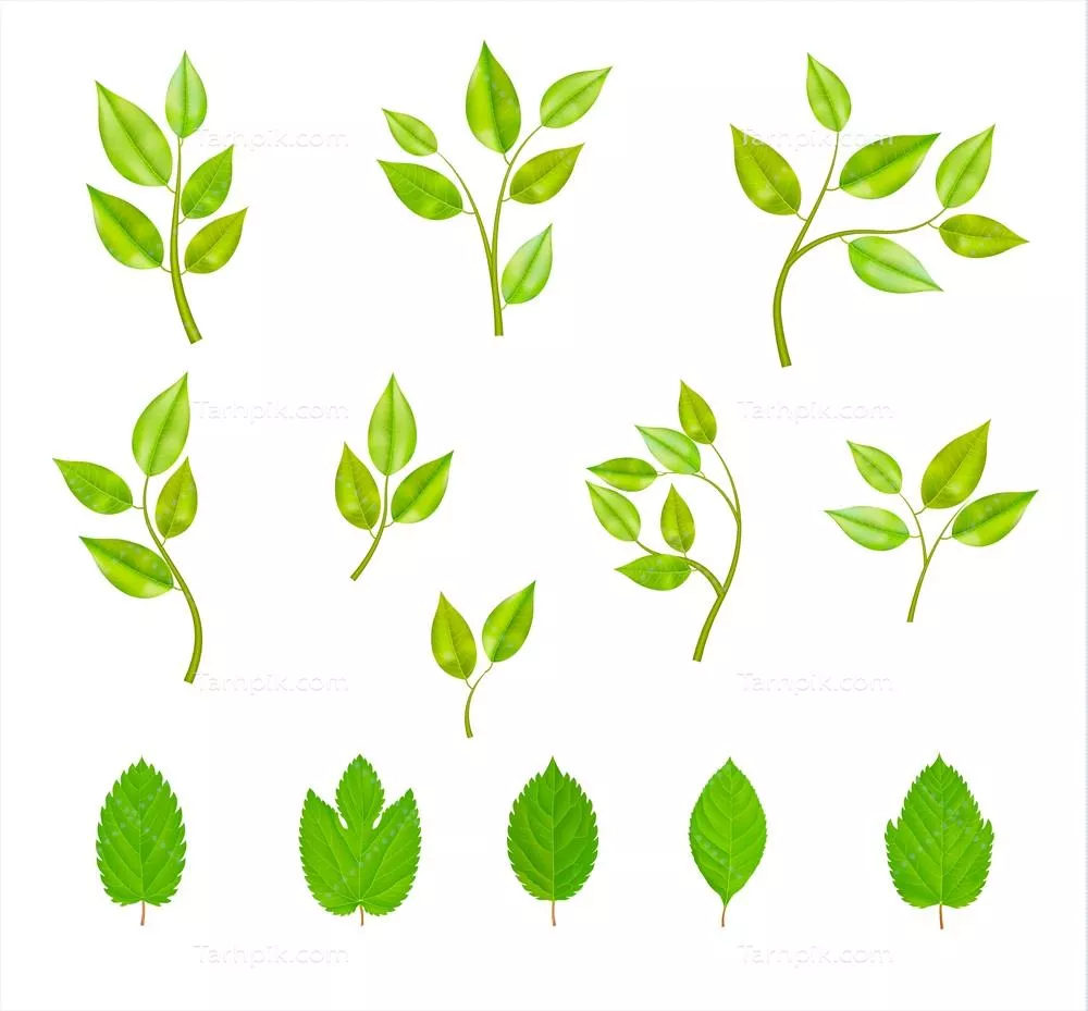 وکتور مجموعه ایزوله از شاخه های درختی با برگ های زیبا و متنوع
