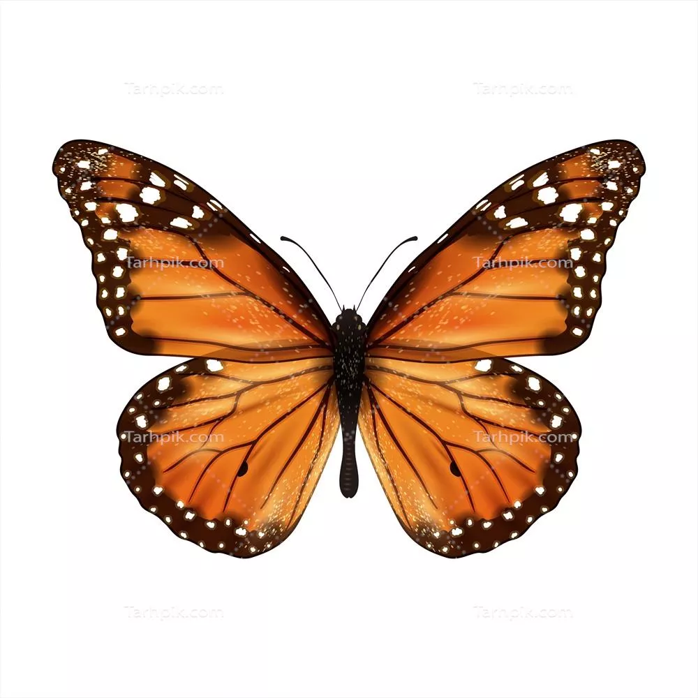 کتابچهای واقعی و جدا شده در قالب وکتور با جزئیات زیبا