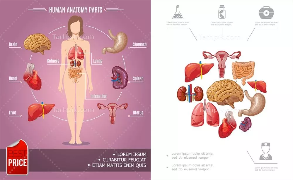 وکتور ترکیب رنگارنگ آناتومی انسانی کارتونی با نمادهای پزشکی و اجزای بدن زن
