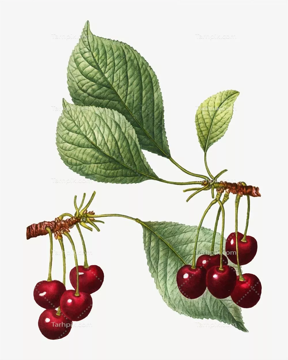 وکتور شاخه درخت گیلاس با طراحی زیبا و جذاب