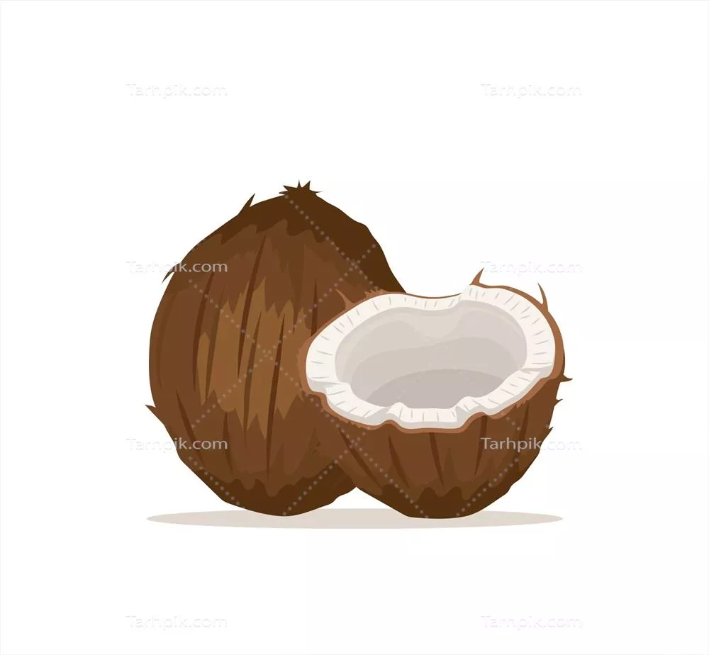 شمایل وکتوری نارگیلها: زیبایی و تنوع میوه استوایی در طراحی