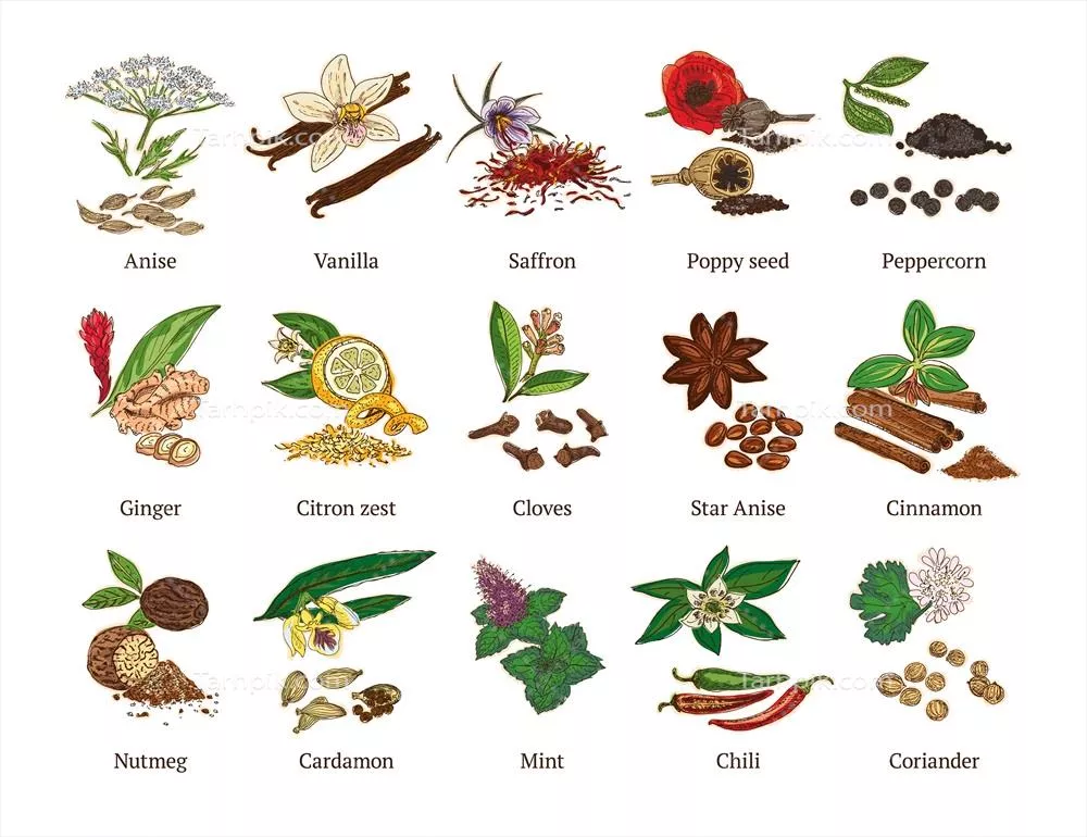 مجموعه وکتور ادویههای سالم با طرحهای رنگارنگ و متنوع