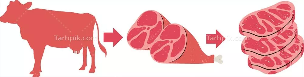 وکتور آموزش مراحل تبدیل گاو به گوشت و آشنایی با برشهای گوشت گوساله