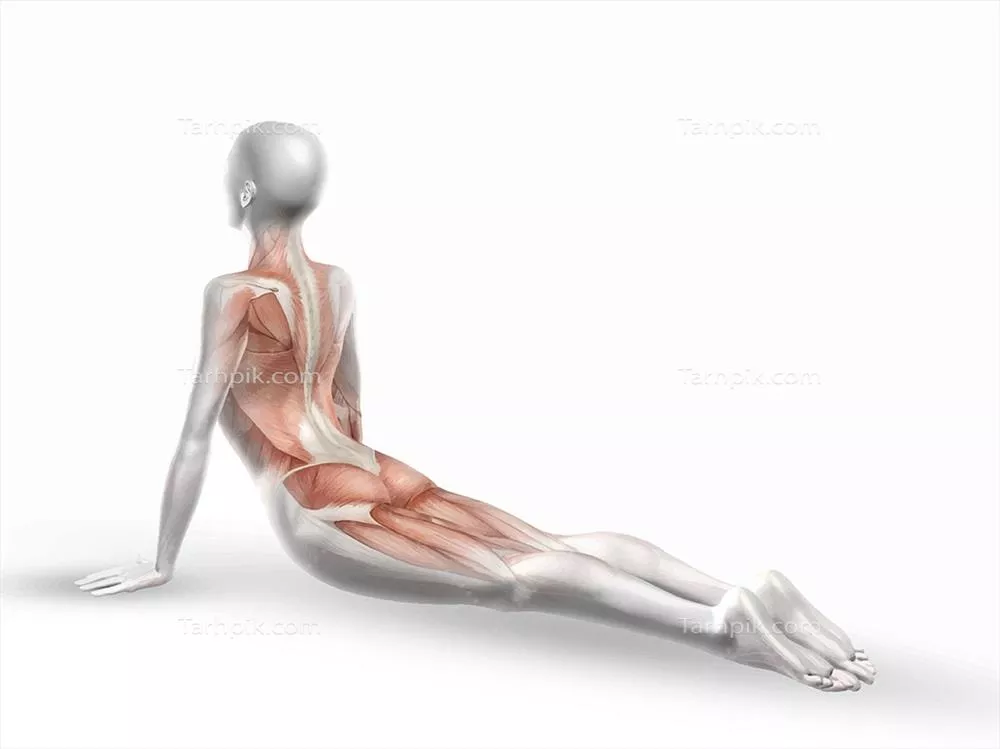 وکتور تصویر دقیق از یک زن پزشکی با حالت یوگا و ستون فقرات