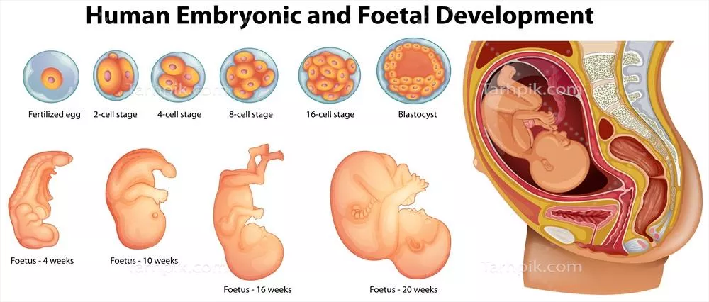 وکتور تصویری از نمودار توسعه جنینی و جنین انسان به تفکیک مراحل
