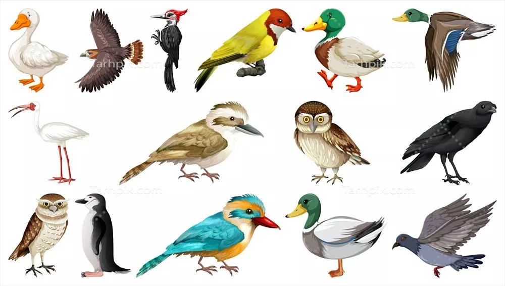مجموعهای از انواع پرندگان به صورت وکتور شامل 7 نوع مختلف
