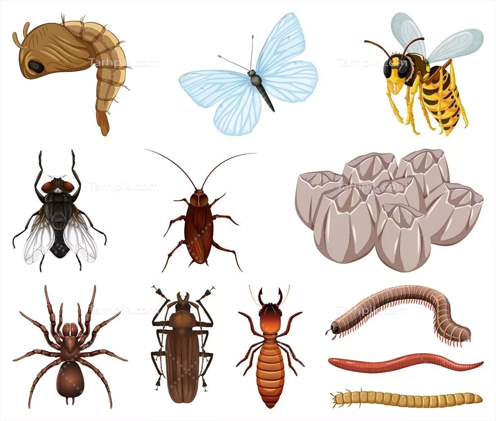 وکتور تصاویری از انواع حشرات و حیوانات بر روی پسزمینه سفید: مجموعهای بینظیر
