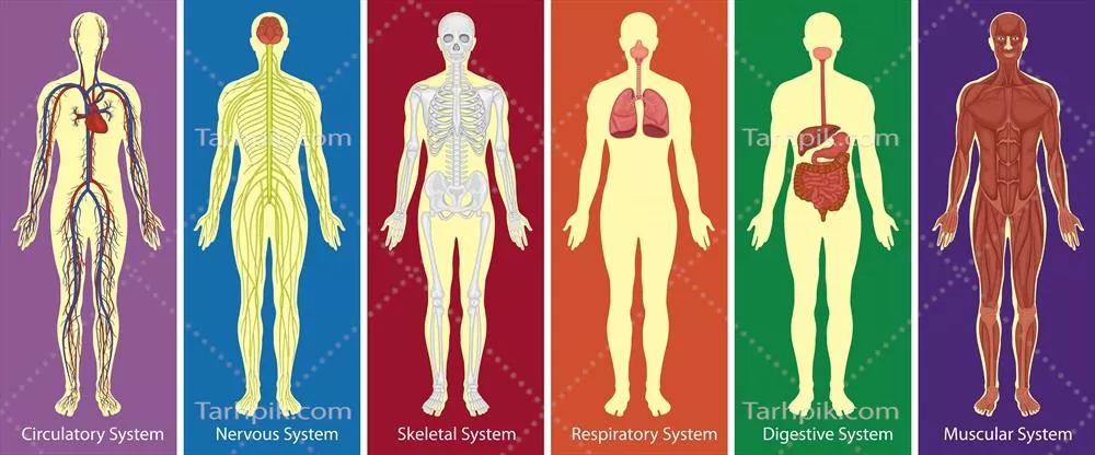 وکتور بررسی و تجزیه و تحلیل نمودار سیستم‌های مختلف بدن انسان
