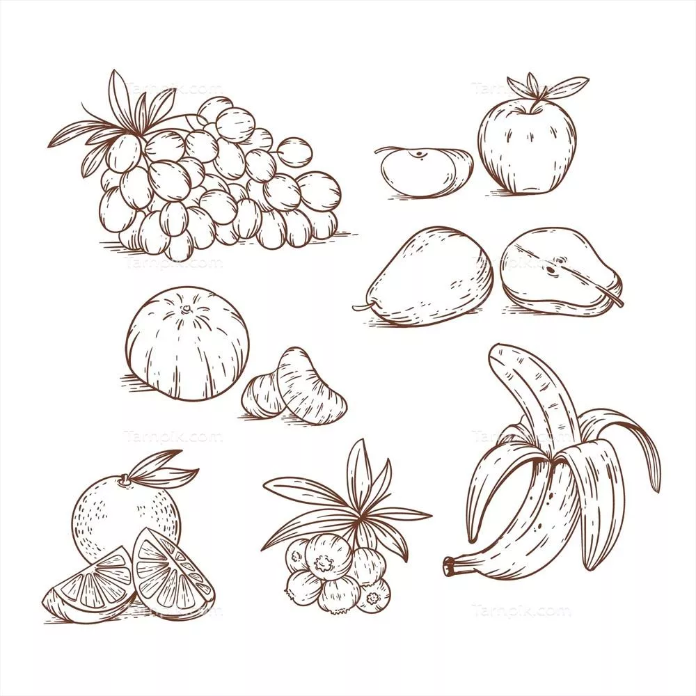 مجموعه میوههای دستکشیده و حکاکی شده بصورت وکتور