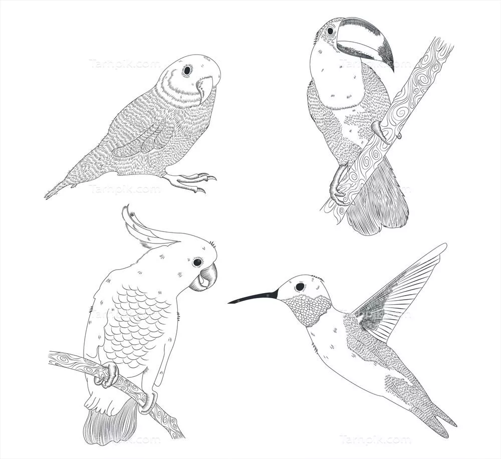 کلیشه وکتور مجموعه ای از پرندگان وحشی و گرمسیری فوق العاده زیبا