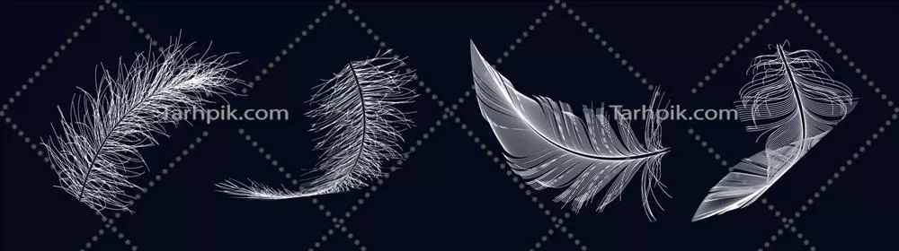 وکتور پرهای زیبای پرندگان و نقش آنها در تنوع طبیعی و بقا