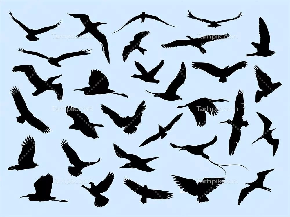 احساس استفاده از این وکتورهای پرندگان برای طراحی های خلاقانه