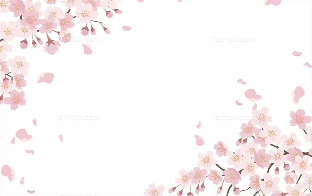 وکتور پسزمینهای گلی با شکوفههای گیلاس در حال شکفتن بر روی یک پسزمینه سفید