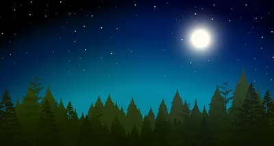 وکتور تصویری زیبا از جنگل در شب با نورهای ملایم و آرامش بخش