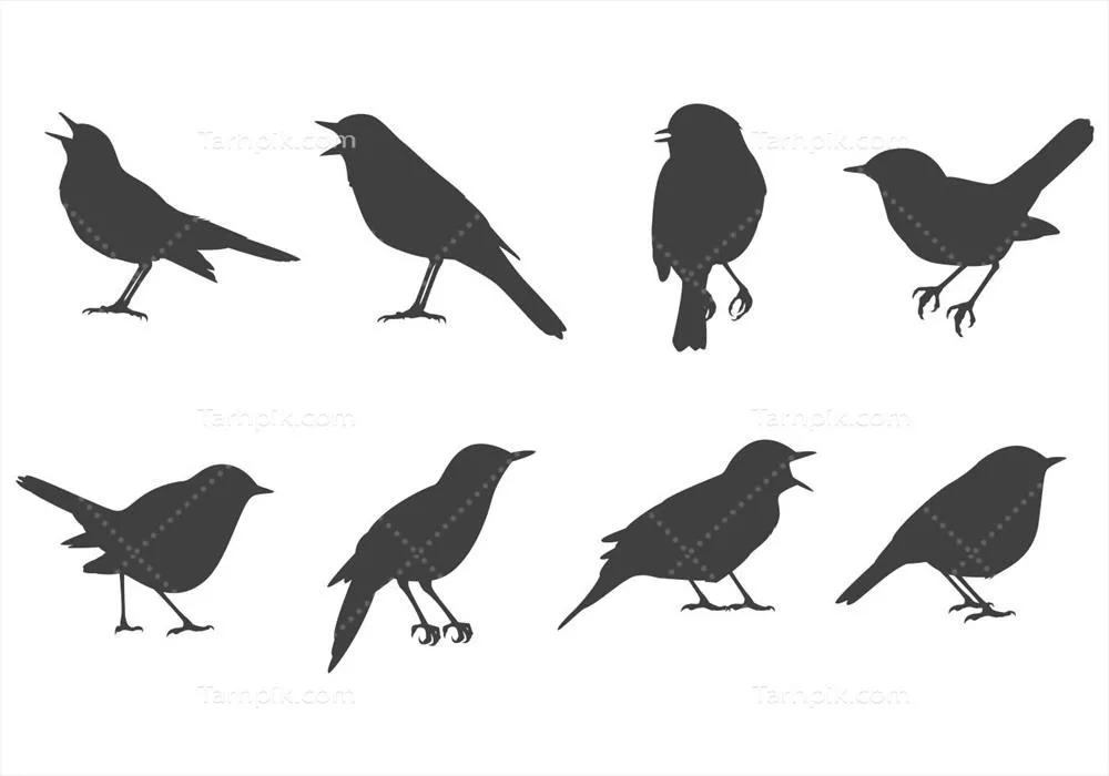 مجموعه وکتورهای پرنده بلبل: طرحهای خلاقانه و زیبا برای هنر دیجیتال