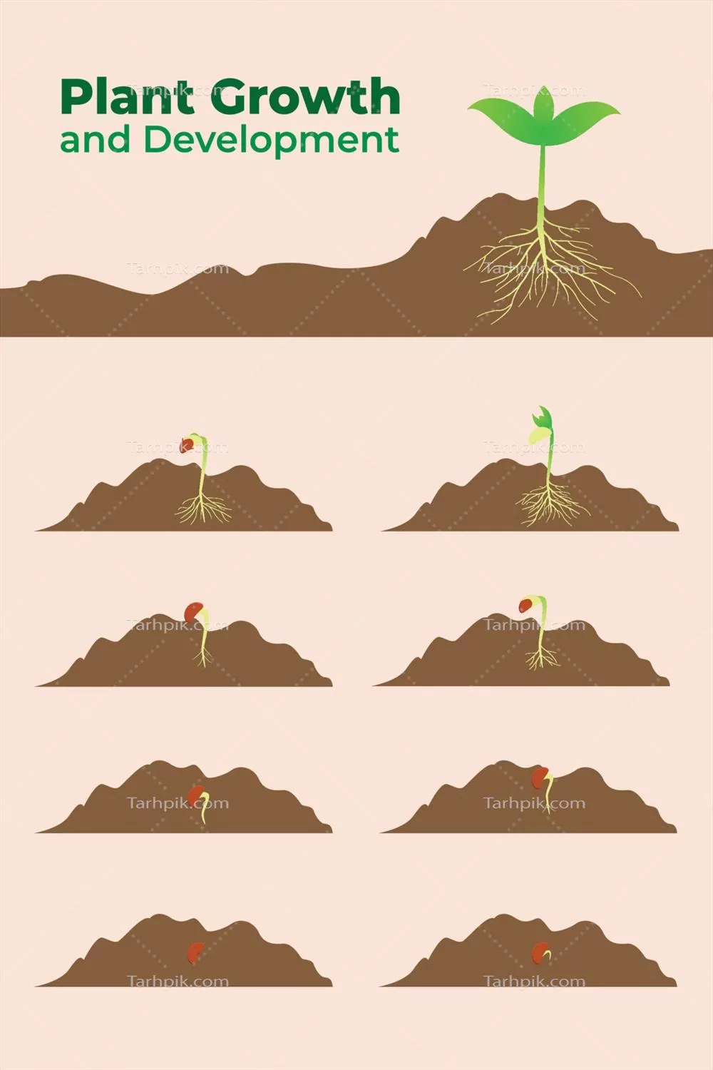 رشد و توسعه گیاهان به صورت وکتور: بررسی فرآیندهای پیچیده و عناصر کلیدی