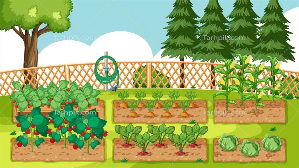 وکتور منظرهای از باغ با سبزیجات در بسترهای کاشت زمین