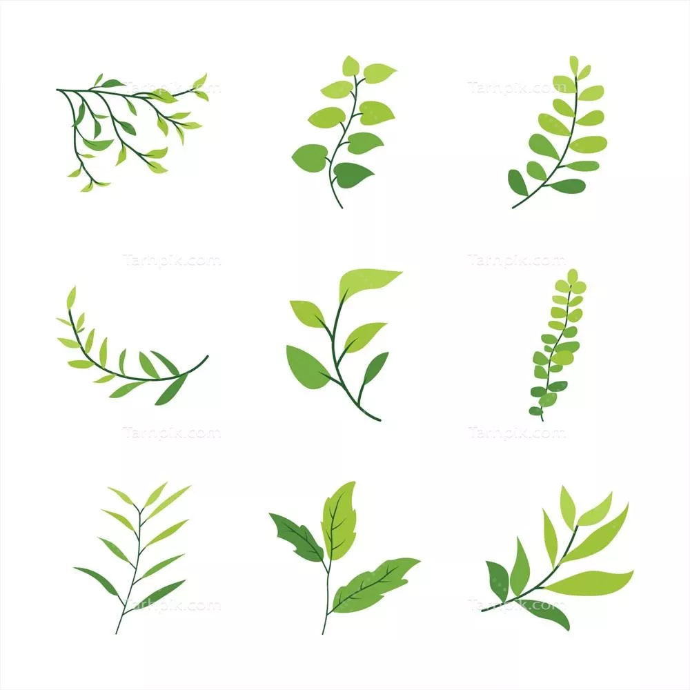 مجموعه وکتور شاخه های سبز برگدار با طراحی گل و گیاهان گرمسیری