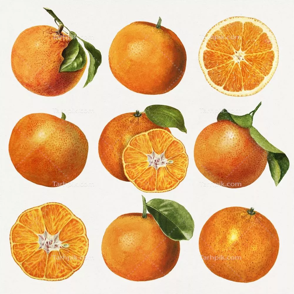 ست وکتور پرتقالهای تازه و طبیعی با طراحی دستکشیده