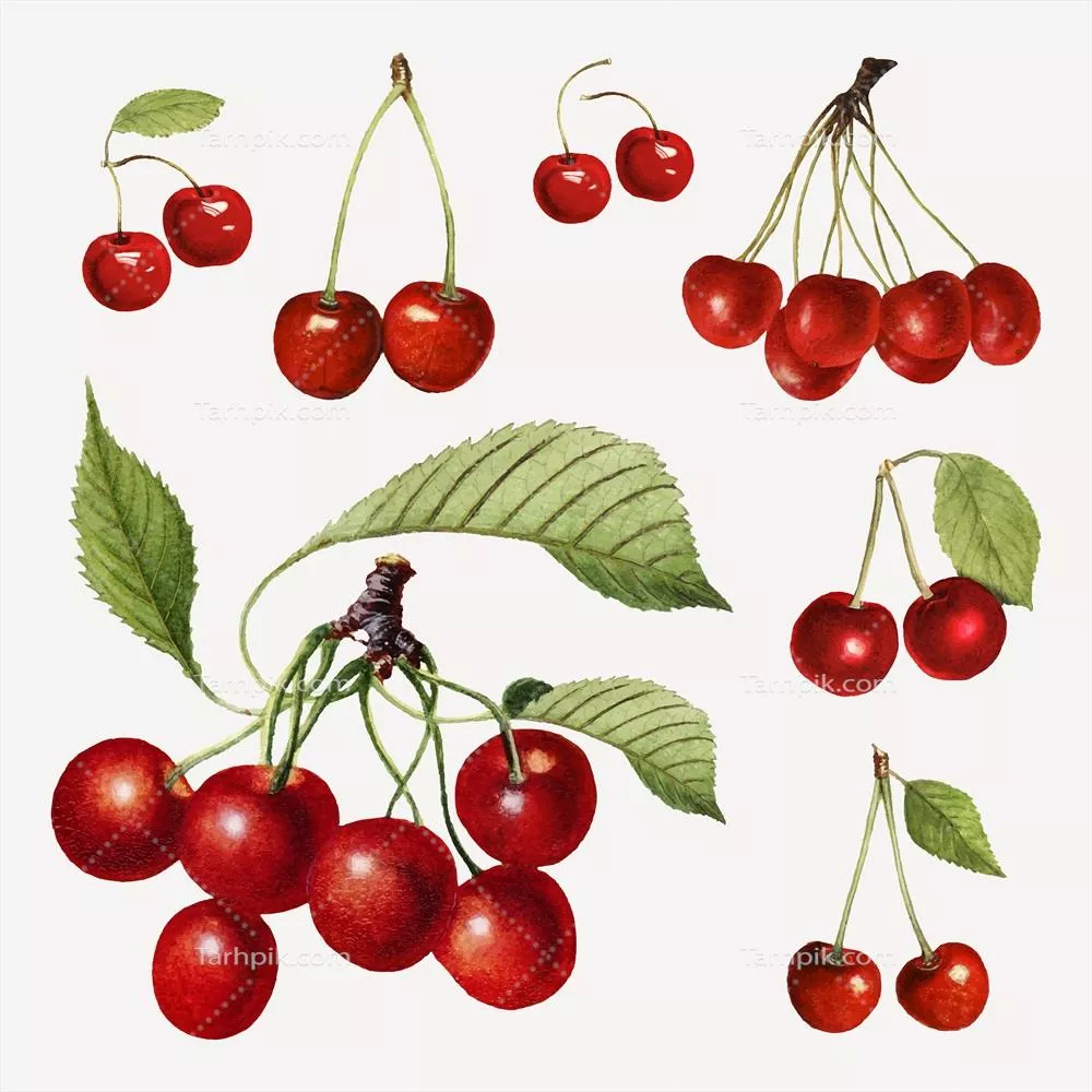 مجموعه وکتور گیلاس قرمز تازه و دستکشیده طبیعی