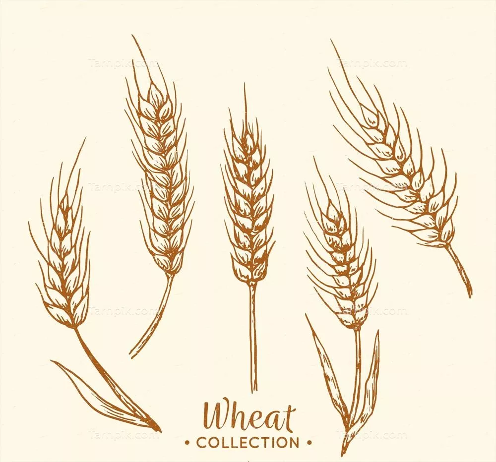 مجموعه وکتور گندم دستکشیده شده با طراحی منحصر به فرد