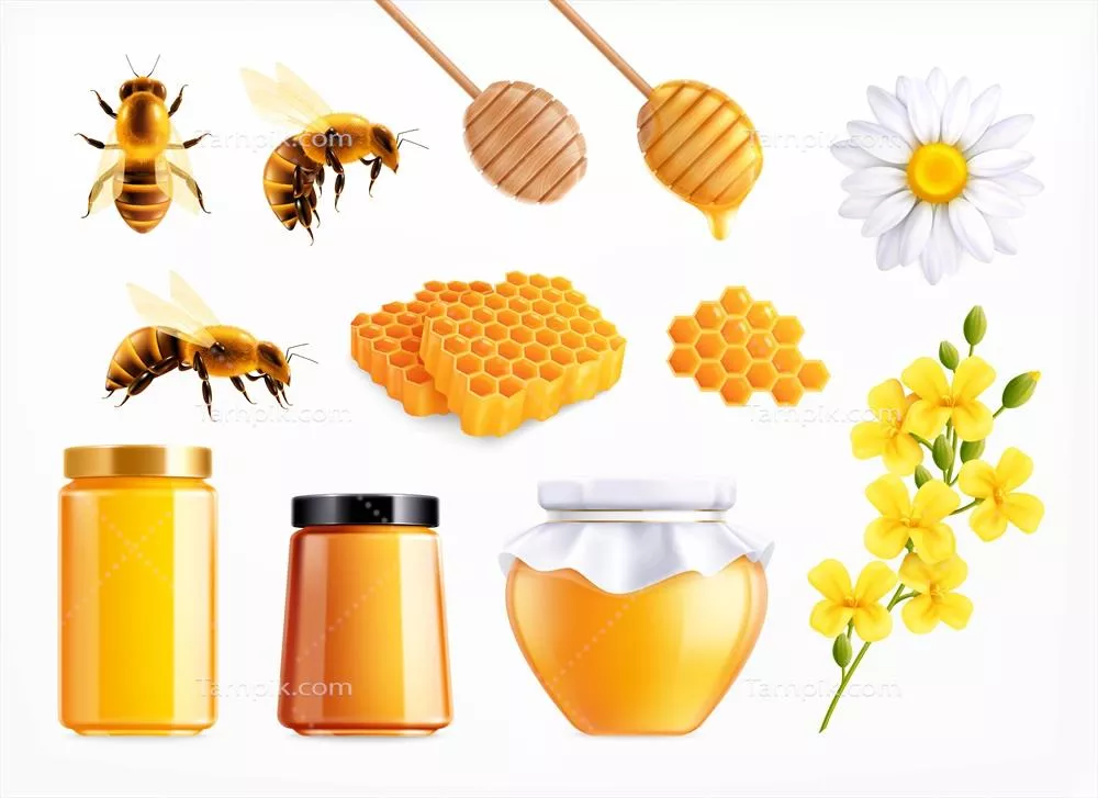 مجموعه واقع گرایانه عسل با آیکون های مجزا، قاشق ها، شانه، گل ها و زنبوران درون شیشه های کامل - تصویر وکتور