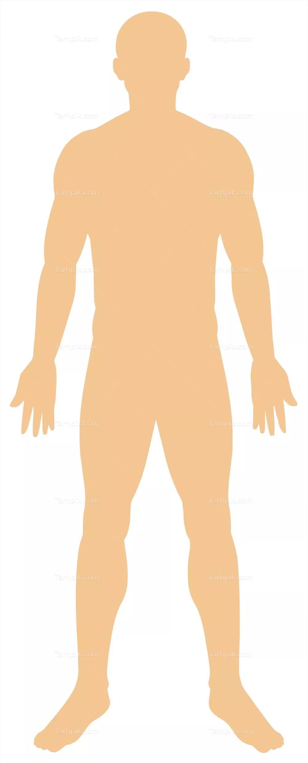 تصویر وکتور آناتومی انسان بر روی پس زمینه سفید