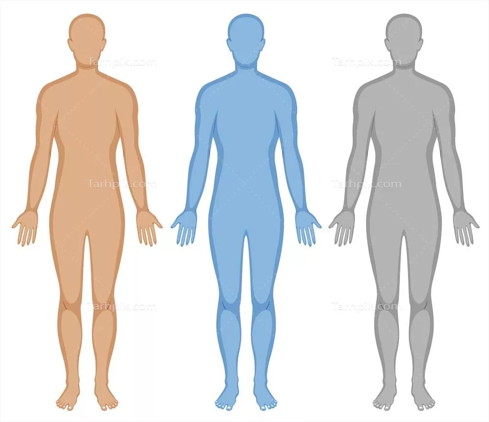 وکتور تصویر ساده و سه رنگ از بدن انسان به همراه جزئیات آن