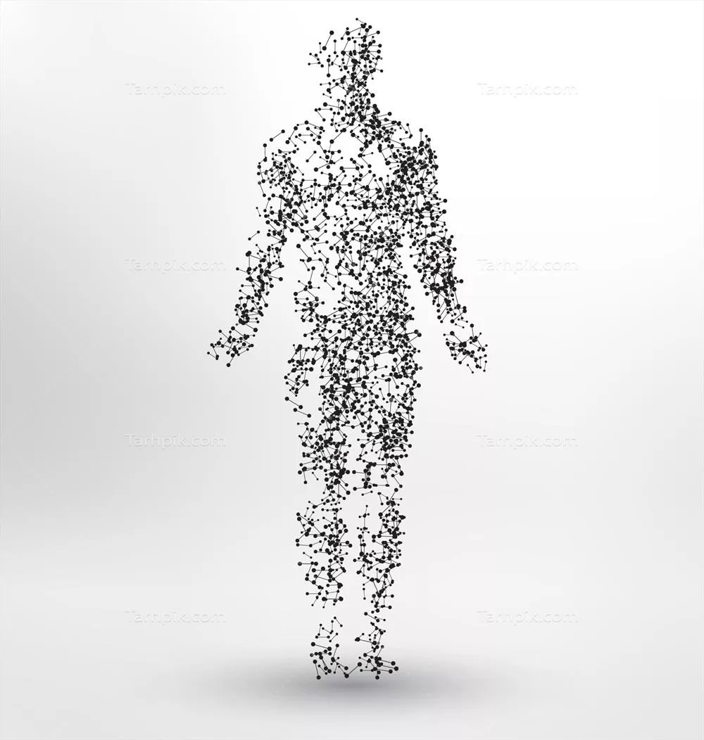 طراحی پسزمینه وکتوری شکل بدن انسان با جزئیات بالا